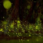 Amoghavarsha Instagram - Each year before monsoons thousands of fireflies are seen for about two weeks at IISC. This year I’m told the numbers have been a record high, may be due to less traffic and human activity. A little time and nature heals so well :) . . . #fireflies #iiscbangalore #nature #earthpix #bangalore #bengaluru #earth #filming #photography #canon IISc, Bangalore