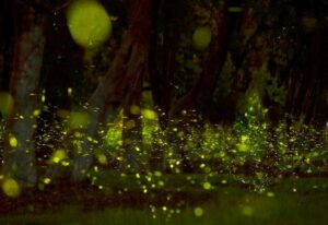 Amoghavarsha Instagram - Each year before monsoons thousands of fireflies are seen for about two weeks at IISC. This year I’m told the numbers have been a record high, may be due to less traffic and human activity. A little time and nature heals so well :)
.
.
.
#fireflies #iiscbangalore #nature #earthpix #bangalore #bengaluru #earth #filming #photography #canon