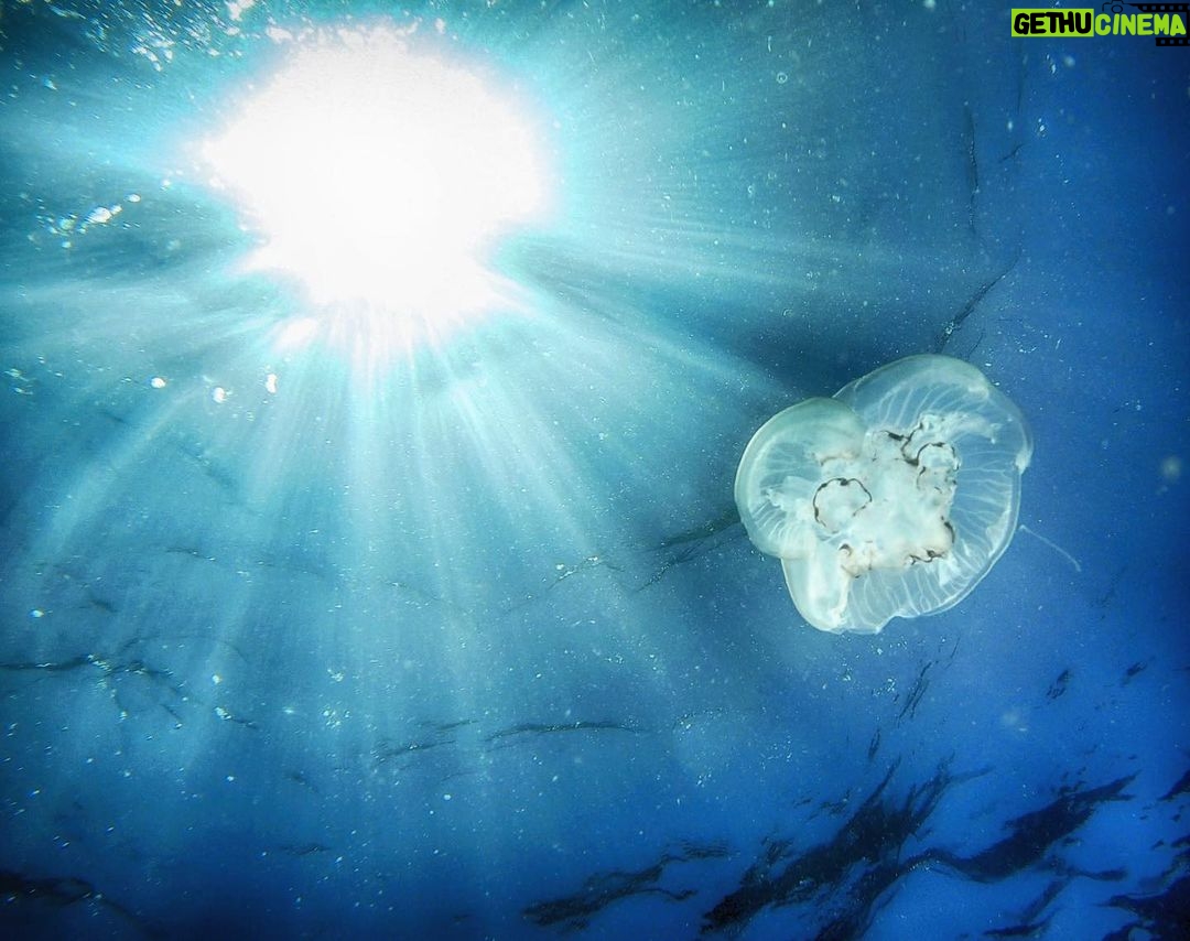 Amoghavarsha Instagram - I’ve always wondered how earth was before us. 500 million years ago this is how life first must have looked on earth - an effortless flow. Jellyfish are among the first multi-organ animals, way before life evolved on land. A reminder of earth before humans, before thought. . . . . #marinelife #underwaterphotography #andamans #prehistoric #jellyfish #diving #ssi #gopro #ocean #earthpix #sonybbcearth @mudskipper.in @ankithjk @swatiksharan @omkar_kharat06 @annisaroy @rishyashringa Andaman and Nicobar Islands