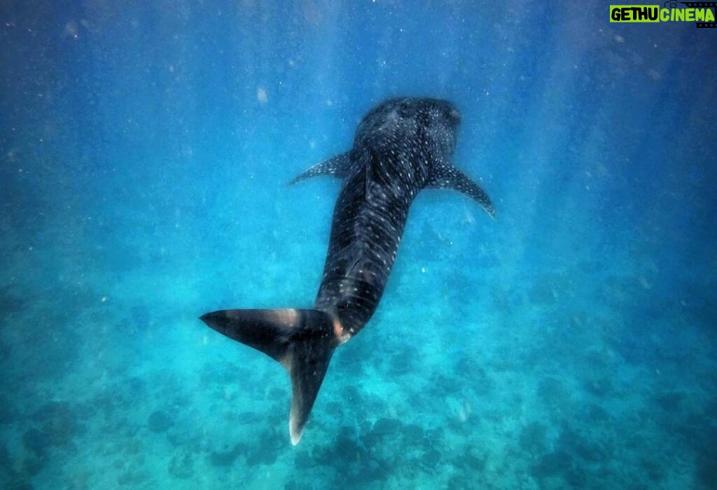 Amoghavarsha Instagram - Whale shark - gentle giant . . . . . . . . . . #whaleshark #maldives #underwater #marinelife #shark #earthpix #earth #nature #dhigurah Indian Ocean