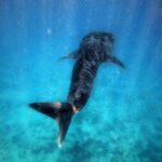 Amoghavarsha Instagram - Whale shark - gentle giant . . . . . . . . . . #whaleshark #maldives #underwater #marinelife #shark #earthpix #earth #nature #dhigurah Indian Ocean