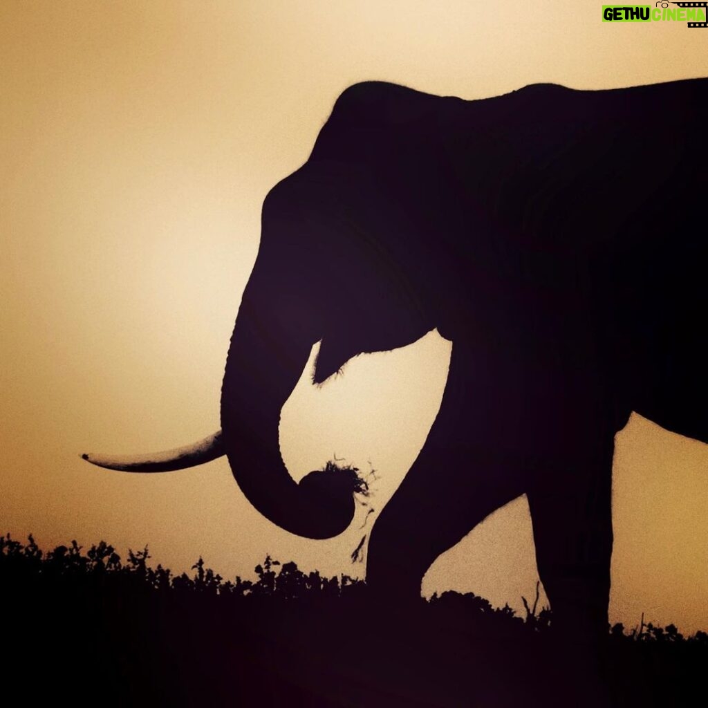 Amoghavarsha Instagram - Single tusk and fresh grass . . . . . . . . #elephant #elephantlove #shotoniphone #iphone #earthpix #kabini #nagarhole #wildlife #earthpix #sunset