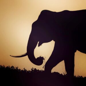 Amoghavarsha Instagram - Single tusk and fresh grass
.
.
.
.
.
.
.
.
#elephant #elephantlove #shotoniphone #iphone #earthpix #kabini #nagarhole #wildlife #earthpix #sunset