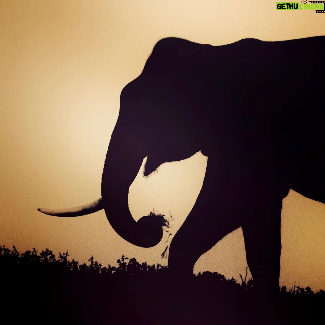 Amoghavarsha - 1.8K Likes - Single tusk and fresh grass
.
.
.
.
.
.
.
.
#elephant #elephantlove #shotoniphone #iphone #earthpix #kabini #nagarhole #wildlife #earthpix #sunset