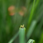 Amoghavarsha Instagram – A bug’s life 
.
.
.
.
.
.
.
.
.
.
.
.
#canoneosr #canoneosr5 #wildlife #bug #grasshopper #disneyphotography #farm #green #mudskipping #nature
