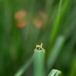 Amoghavarsha Instagram - A bug’s life . . . . . . . . . . . . #canoneosr #canoneosr5 #wildlife #bug #grasshopper #disneyphotography #farm #green #mudskipping #nature