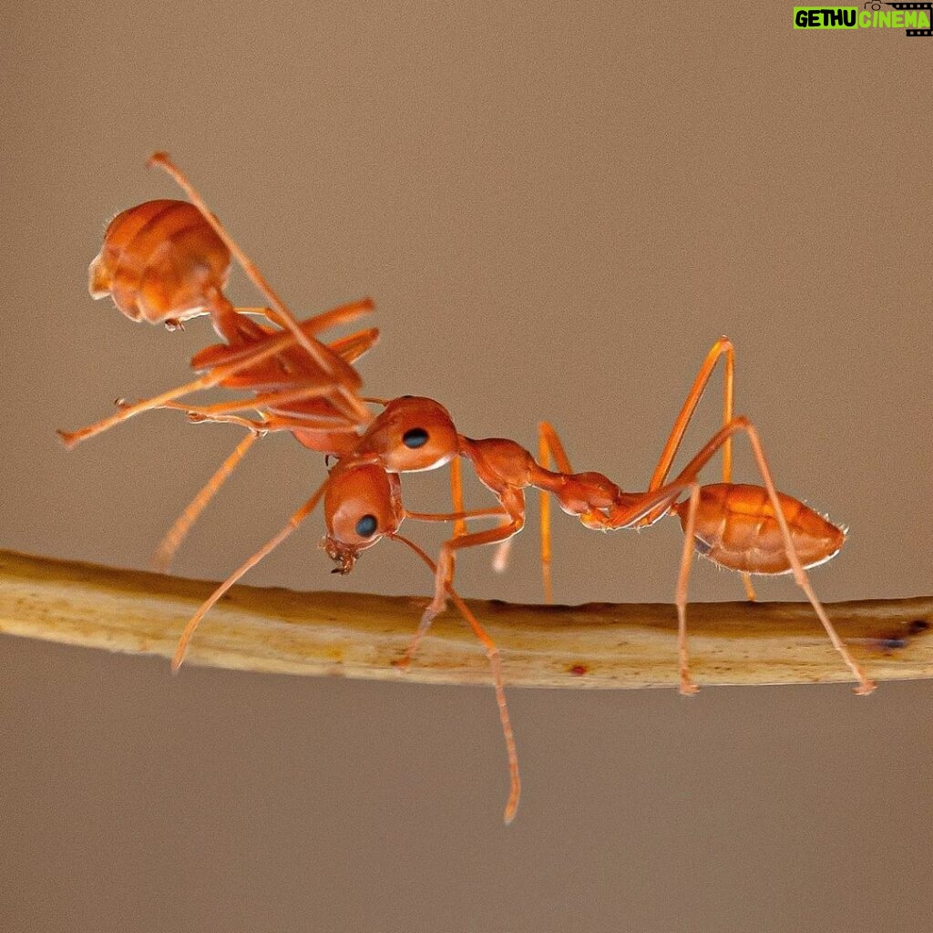 Amoghavarsha Instagram - Ant wars - harakiri . . . . . . . . . . . . #natureismetal #naturephotography #photography #ants #kill #macrophotography #earthpix #sonybbcearth