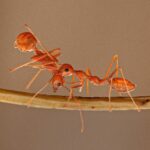 Amoghavarsha Instagram - Ant wars - harakiri . . . . . . . . . . . . #natureismetal #naturephotography #photography #ants #kill #macrophotography #earthpix #sonybbcearth