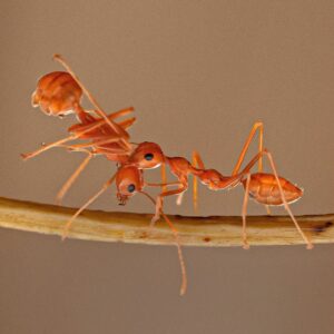 Amoghavarsha Instagram - Ant wars - harakiri
.
.
.
.
.
.
.
.
.
.
.
.
#natureismetal #naturephotography #photography #ants #kill #macrophotography #earthpix #sonybbcearth
