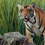 Amoghavarsha Instagram - Celebrating india’s rich biodiversity. @rickykej . . . . . . #indianwildlife #wildlife #india #patriotic #independenceday #indiananthem #tiger #lion #elephant