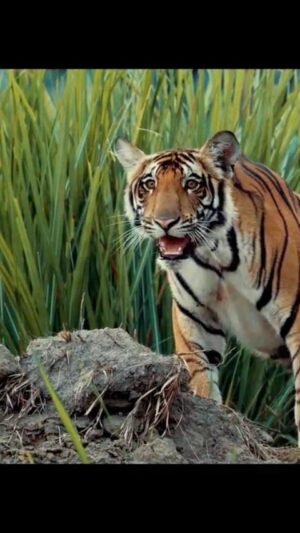 Amoghavarsha Instagram - Celebrating india’s rich biodiversity. @rickykej 

.
.
.
.
.
.
#indianwildlife #wildlife #india #patriotic #independenceday #indiananthem #tiger #lion #elephant
