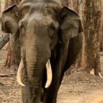 Amoghavarsha Instagram - A lesser told story about elephant capture with @rickykej . . . . #elephants #wildlife #elephantcapture #worldelephantday