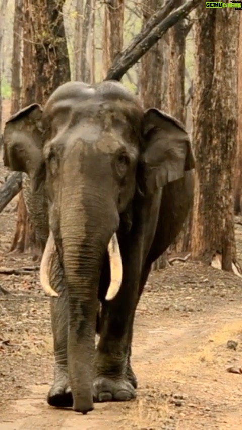 Amoghavarsha Instagram - A lesser told story about elephant capture with @rickykej . . . . #elephants #wildlife #elephantcapture #worldelephantday