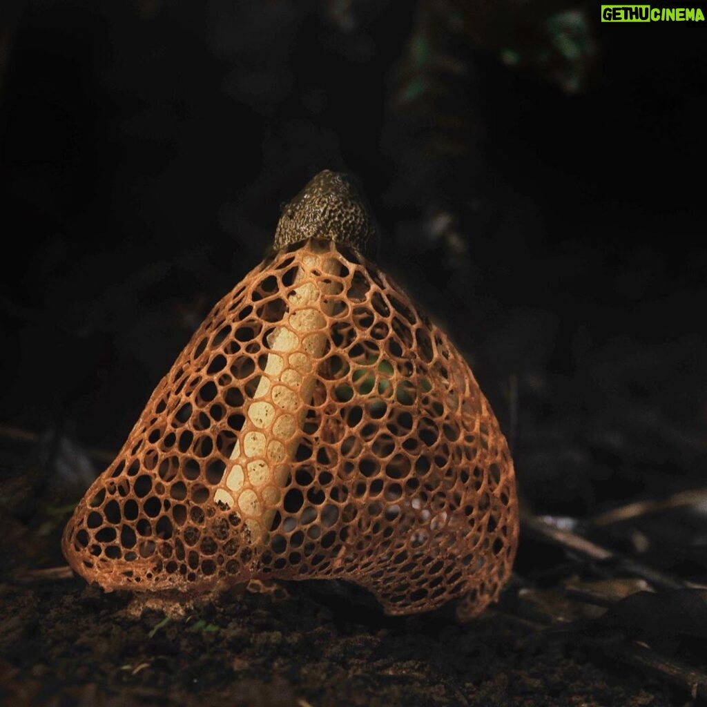 Amoghavarsha Instagram - Stinkhorn mushroom . . . . . . #westernghats #fungi #mushrooms #nature #mudskipping #agumbe Agumbe Rainforest