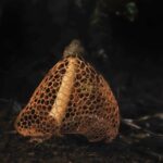 Amoghavarsha Instagram - Stinkhorn mushroom . . . . . . #westernghats #fungi #mushrooms #nature #mudskipping #agumbe Agumbe Rainforest