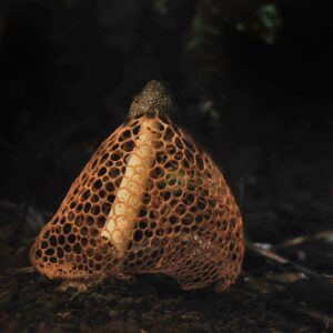 Amoghavarsha Instagram - Stinkhorn mushroom
.
.
.
.
.
.
#westernghats #fungi #mushrooms #nature #mudskipping #agumbe