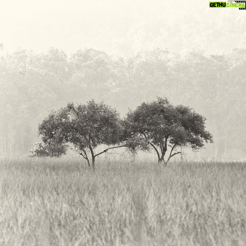 Amoghavarsha Instagram - Tree duet . . #trees #love #forest #earth #earthpix #centralindia #india #nature #photography #madhyapradesh #mptourism #treespotting Madhya Pradesh