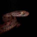 Amoghavarsha Instagram - Cat snake - missing the monsoon night walks at @kalingacre #agumbe #rainforest #snake #catlike #cateyes #wildlife #natureismetal #animals #cat Agumbe Rainforest