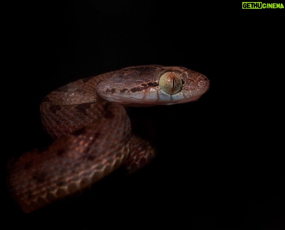 Amoghavarsha Instagram - Cat snake - missing the monsoon night walks at @kalingacre #agumbe #rainforest #snake #catlike #cateyes #wildlife #natureismetal #animals #cat Agumbe Rainforest