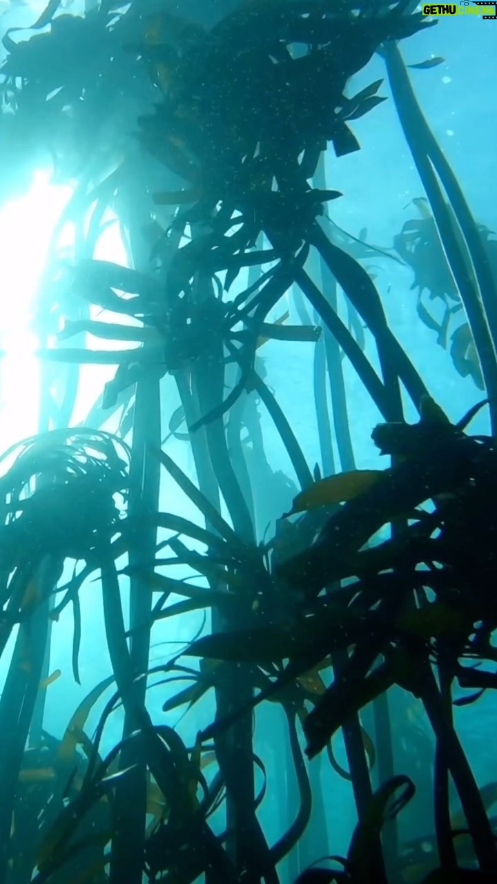 Amoghavarsha - 5.5K Likes - African sea forest