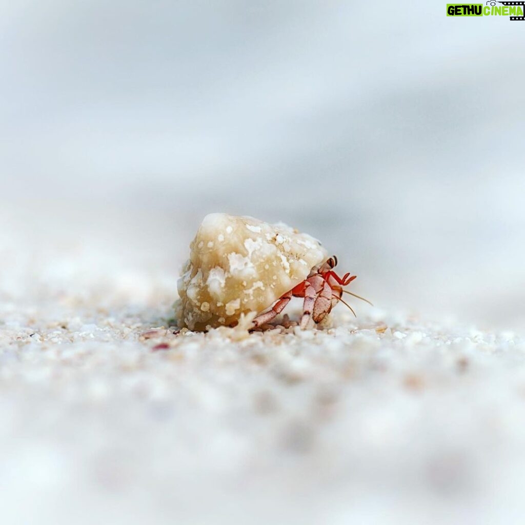 Amoghavarsha Instagram - A hermit in kiribati . . . . . . . . . #earthpix #crab #ocean #Mudskipper #nature #picoftheday #natgeoTraveller #instaTravel #Photographers #wildlifeart #fineart #bbcearth #macro #indianwildlife Kiritimati