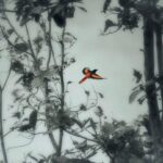 Amoghavarsha Instagram - Flame in the forest 🔥 scarlet minivet . . . . . #birds #photography #earthpix #wildlifeart #wildkarnataka #wildlifephotography #natgeoyourshot #natgeo