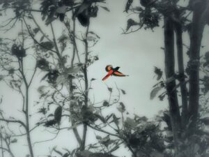 Amoghavarsha Instagram - Flame in the forest 🔥 scarlet minivet
.
.
.
.
.
#birds #photography #earthpix #wildlifeart #wildkarnataka #wildlifephotography #natgeoyourshot #natgeo