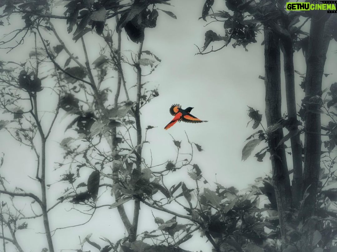 Amoghavarsha - 2K Likes - Flame in the forest š„ scarlet minivet
.
.
.
.
.
#birds #photography #earthpix #wildlifeart #wildkarnataka #wildlifephotography #natgeoyourshot #natgeo