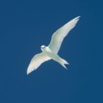 Amoghavarsha Instagram - White tern from the free days in #kiribati . . . #earthpix #birds #Mudskipper #Filming #nature #picoftheday #natgeoTraveller #instaTravel #Photographers #filmmakers #cinematography #earthonlocation #birdsofinstagram #birds_captures #bbcearth Kiritimati