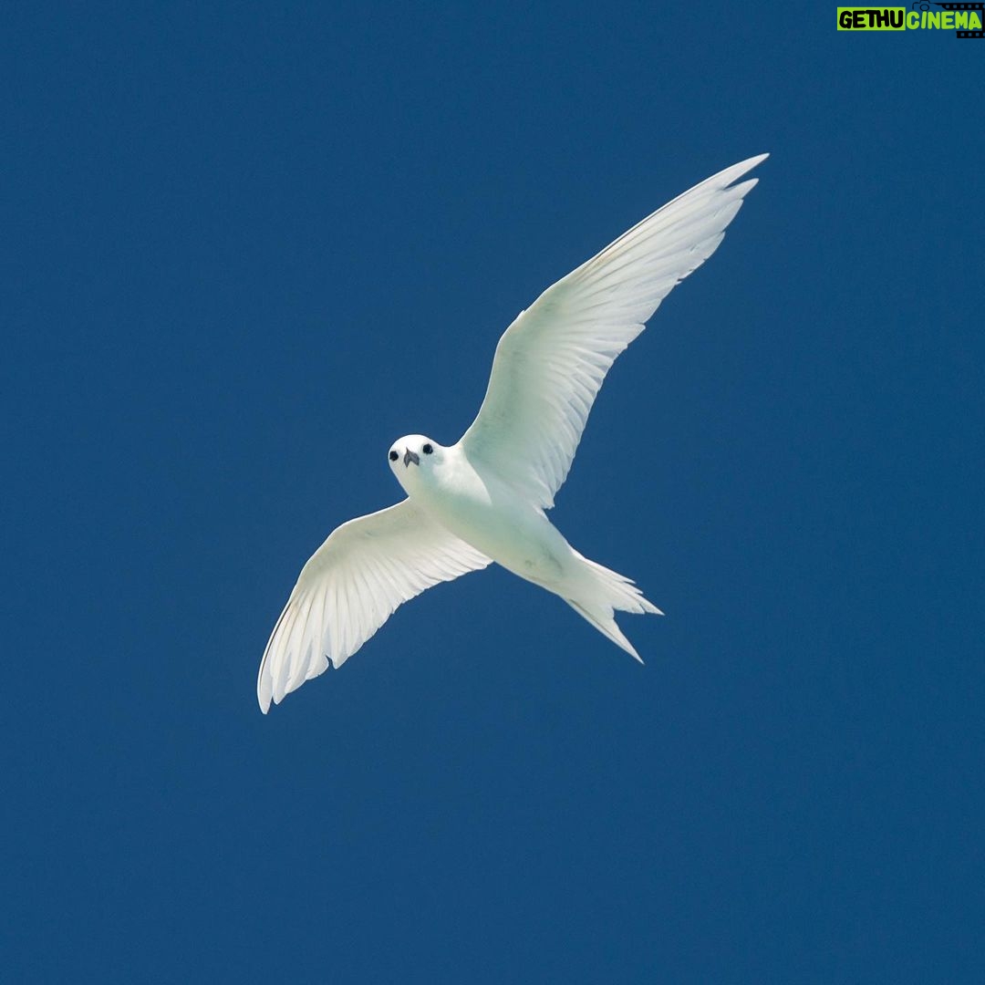 Amoghavarsha - 1.8K Likes - White tern from the free days in #kiribati .
.
.
#earthpix #birds #Mudskipper #Filming #nature #picoftheday #natgeoTraveller #instaTravel #Photographers #filmmakers #cinematography #earthonlocation #birdsofinstagram #birds_captures #bbcearth