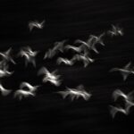 Amoghavarsha Instagram - State of Mind . . . #egrets #birds #birdsofinstagram #birdphotography #exclusive_shots #earthpix #motionblurphotography @wildplanet @sonybbcearth @bbcearth @discovery