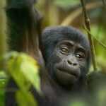 Amoghavarsha Instagram - A young silverback from #uganda download the iPhone wallpaper here http://mudskipper.in/gorilla_4k.jpg #wallpaper #wallpapers #gorilla #africa #africanwildlife #natgeoyourshot #natgeo #earthpix #wildlife #gorilla #nature #filming #iphone