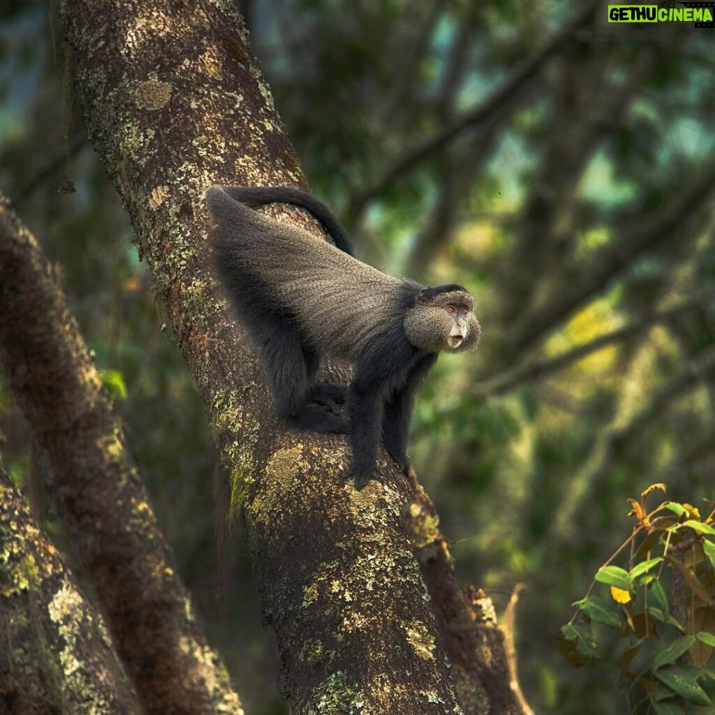 Amoghavarsha Instagram - When you can’t go to the rainforest. Atleast set it as wallpaper :) a blue monkey from #uganda download the 4k wallpaper here http://mudskipper.in/bluemonkey.jpg #wallpaper #wallpapers #oldworldmonkey #africa #africanwildlife #natgeoyourshot #natgeo #earthpix #wildlife #monkey #nature #filming Bwindi Impenetrable National Park Uganda