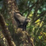 Amoghavarsha Instagram - When you can’t go to the rainforest. Atleast set it as wallpaper :) a blue monkey from #uganda download the 4k wallpaper here http://mudskipper.in/bluemonkey.jpg #wallpaper #wallpapers #oldworldmonkey #africa #africanwildlife #natgeoyourshot #natgeo #earthpix #wildlife #monkey #nature #filming Bwindi Impenetrable National Park Uganda
