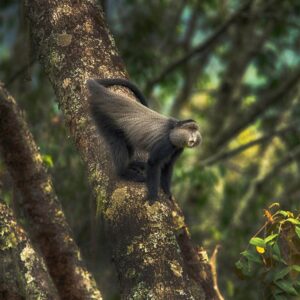 Amoghavarsha Instagram - When you can’t go to the rainforest. Atleast set it as wallpaper :) a blue monkey from #uganda download the 4k wallpaper here http://mudskipper.in/bluemonkey.jpg #wallpaper #wallpapers #oldworldmonkey #africa #africanwildlife #natgeoyourshot #natgeo #earthpix #wildlife #monkey #nature #filming