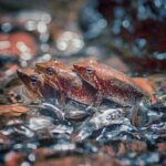 Amoghavarsha Instagram - Dancing frogs of #wildkarnataka in a ménage à trois #charactersofwildkarnataka #wildlife #animals #wild #mudskipping #sharavathi #filming