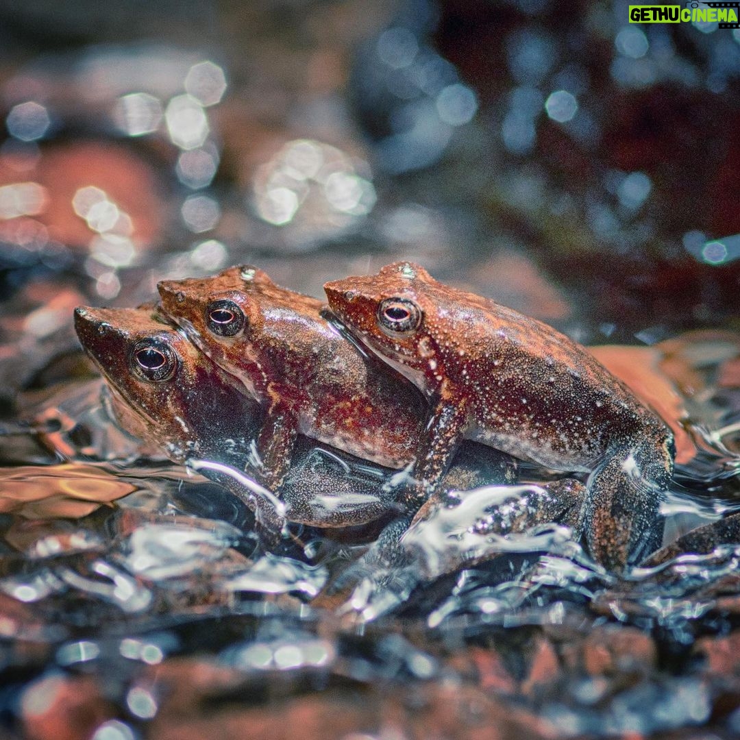 Amoghavarsha - 1.8K Likes - Dancing frogs of #wildkarnataka in a ménage à trois #charactersofwildkarnataka
#wildlife #animals #wild #mudskipping #sharavathi #filming