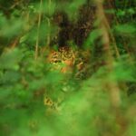 Amoghavarsha Instagram - In this jungle there are always eyes watching #charactersofwildkarnataka #leopard #kabini #wildkarnataka #Mudskipper #Filming