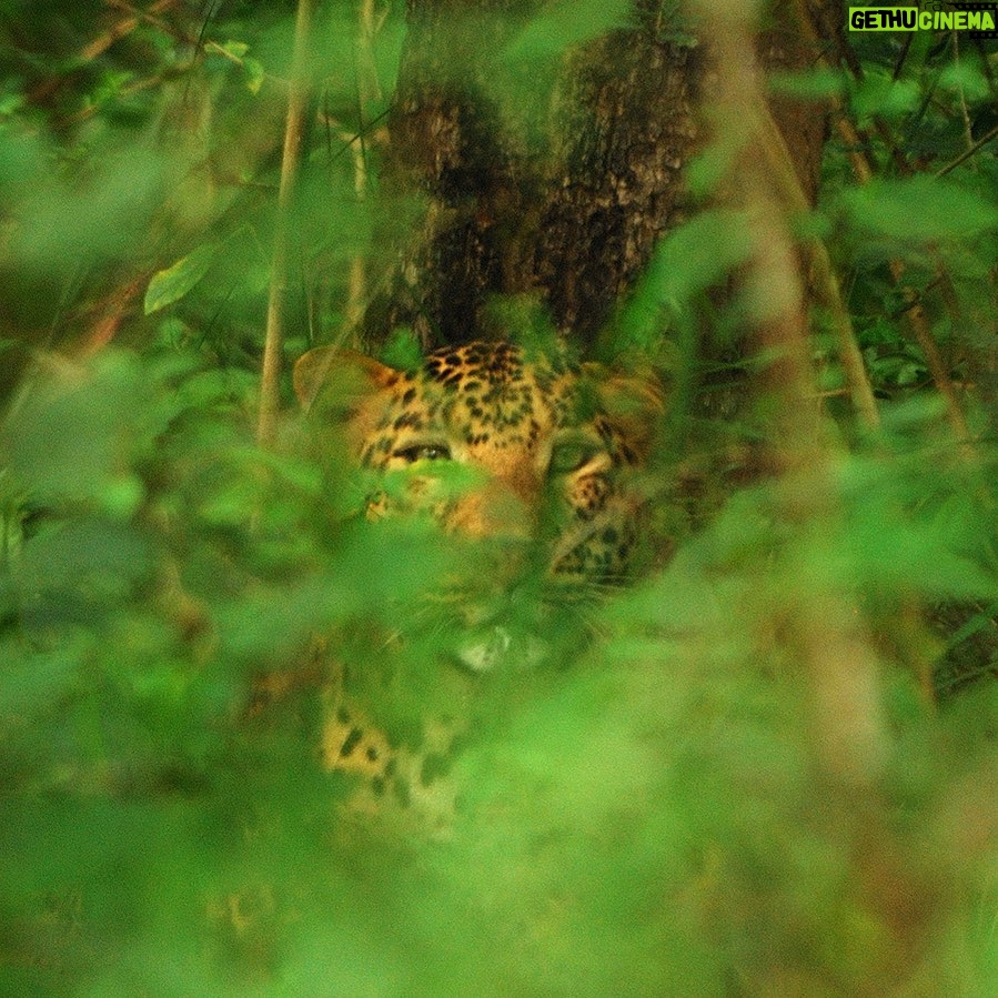 Amoghavarsha Instagram - In this jungle there are always eyes watching #charactersofwildkarnataka #leopard #kabini #wildkarnataka #Mudskipper #Filming