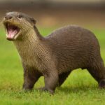 Amoghavarsha Instagram - Indignant otter! #wildkarnataka #otters #kabini #charactersofwildkarnataka