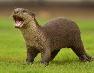 Amoghavarsha Instagram - Indignant otter! #wildkarnataka #otters #kabini #charactersofwildkarnataka