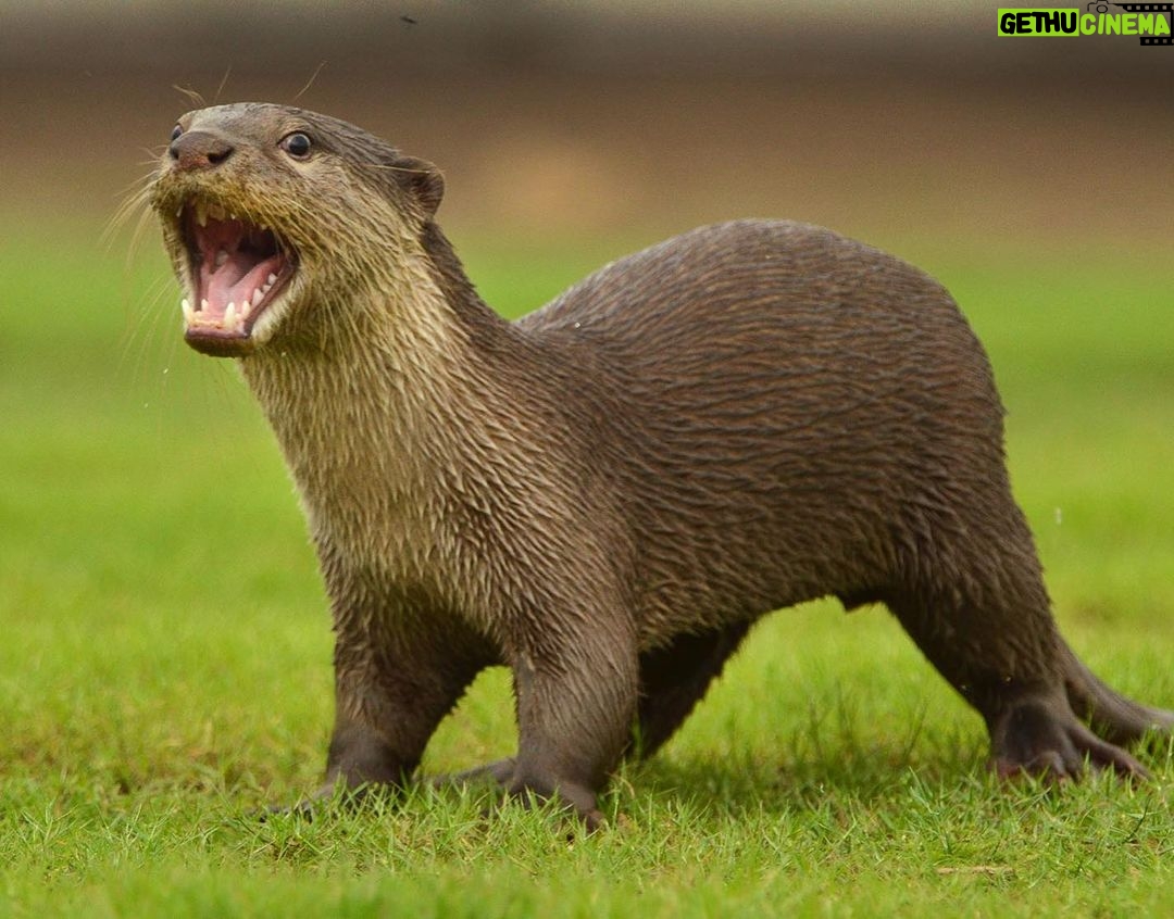 Amoghavarsha - 1.9K Likes - Indignant otter! #wildkarnataka #otters #kabini #charactersofwildkarnataka
