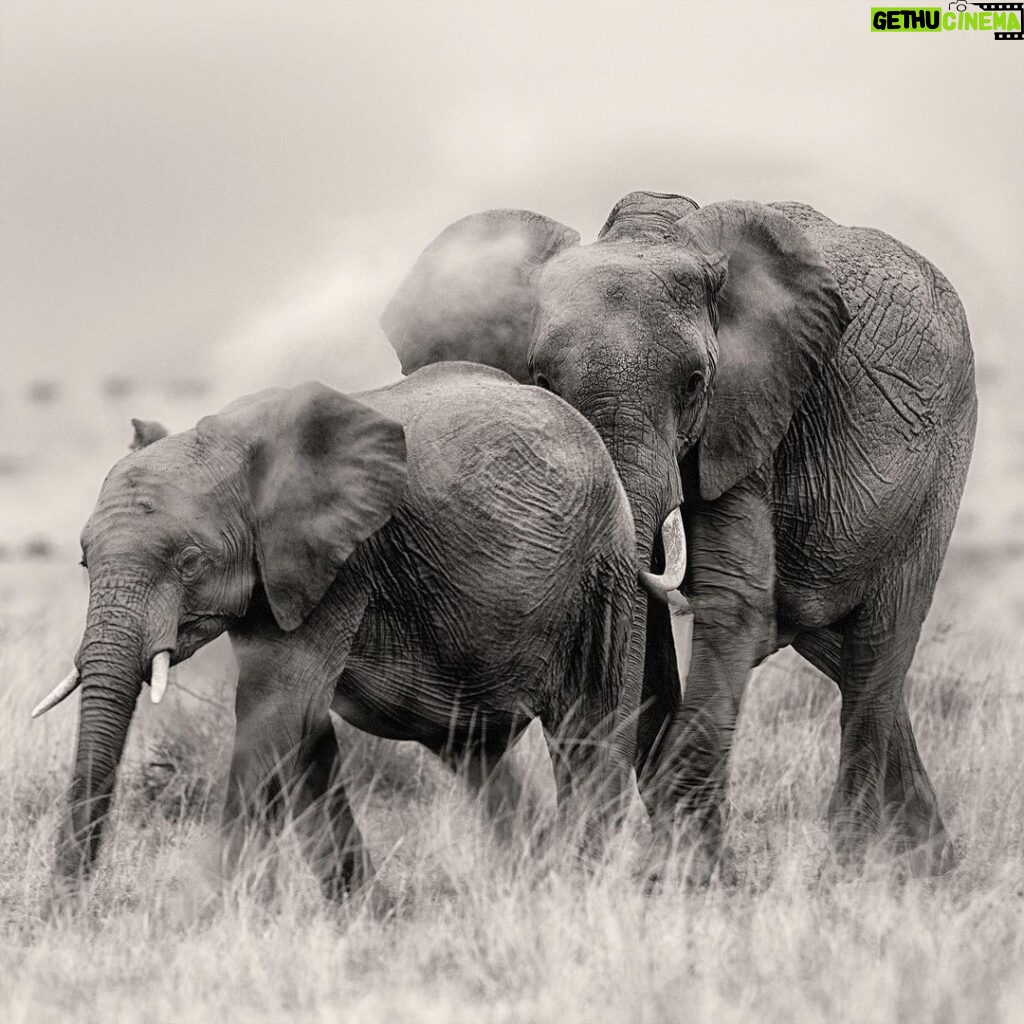 Amoghavarsha Instagram - Caption this . . . . . . . . . #elephants #masaimara #africa #wildlife #earthpix #Mudskipper #Filming #nature #picoftheday #natgeoTraveller #instaTravel #likesforlikes #likesforfollows #tflers #igers #trending #Photographers #filmmakers #cinematography #instadaily #instalike #blackandwhite #monochromatic #monochrome