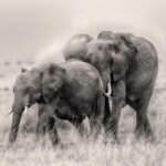 Amoghavarsha Instagram - Caption this . . . . . . . . . #elephants #masaimara #africa #wildlife #earthpix #Mudskipper #Filming #nature #picoftheday #natgeoTraveller #instaTravel #likesforlikes #likesforfollows #tflers #igers #trending #Photographers #filmmakers #cinematography #instadaily #instalike #blackandwhite #monochromatic #monochrome