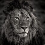 Amoghavarsha Instagram - “Eyes” starting a monochrome series . . . . . . . . . . #lion #masaimara #africa #wildlife #earthpix #Mudskipper #Filming #nature #picoftheday #natgeoTraveller #instaTravel #likesforlikes #likesforfollows #tflers #igers #trending #Photographers #filmmakers #cinematography #instadaily #instalike #blackandwhite #monochromatic #monochrome Masai Mara National Reserve
