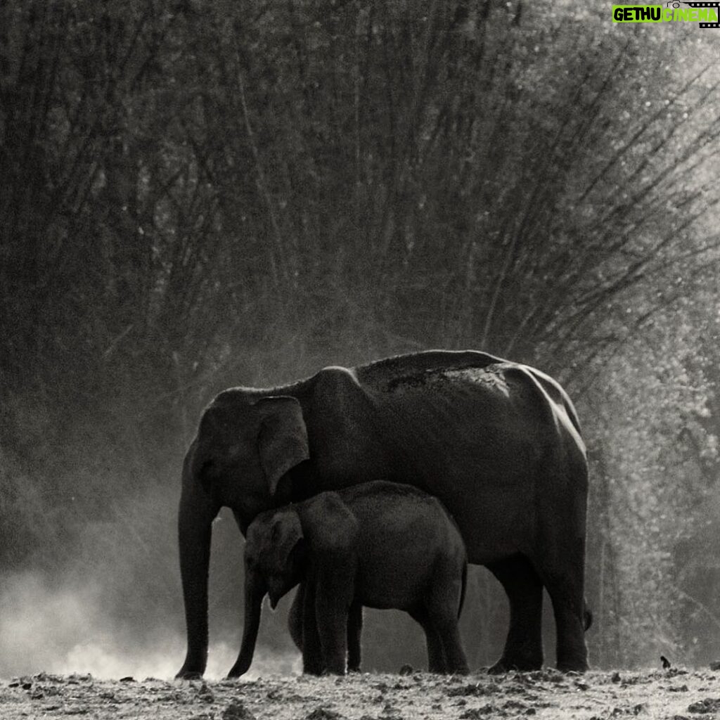 Amoghavarsha Instagram - More elephant ❤️ on #worldelephantday #Mudskipper #Filming #nature #picoftheday #natgeoTraveller #instaTravel #likesforlikes #likesforfollows #tflers #igers #trending #Photographers #filmmakers #cinematography #instadaily #instalike #elephants #elephant