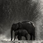 Amoghavarsha Instagram - More elephant ❤️ on #worldelephantday #Mudskipper #Filming #nature #picoftheday #natgeoTraveller #instaTravel #likesforlikes #likesforfollows #tflers #igers #trending #Photographers #filmmakers #cinematography #instadaily #instalike #elephants #elephant