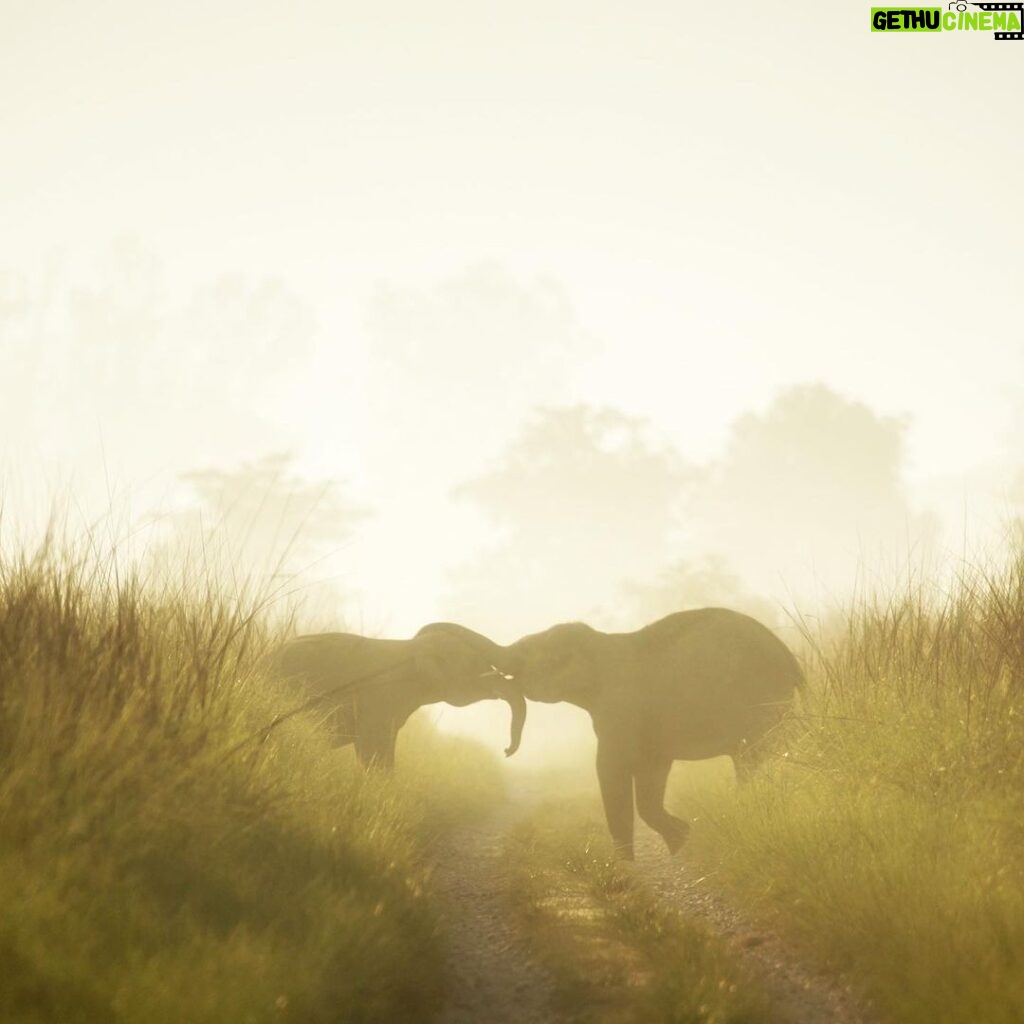 Amoghavarsha Instagram - All we need is elephant ❤️ #elephants #Mudskipper #Filming #nature #picoftheday #natgeoTraveller #instaTravel #corbett #Photographers #filmmakers #cinematography #instadaily #instalike Jim Corbett National Park