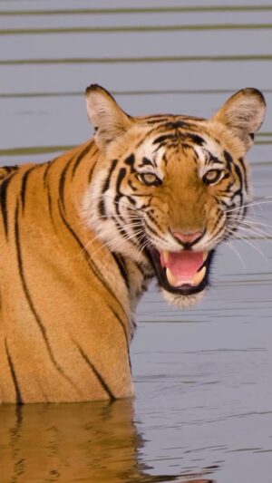 Amoghavarsha Instagram - Tigers 🐯 Watching India's dedication to tiger conservation fills my heart with hope. Their increased numbers is a testament to our love for these regal creatures. #WorldTigerDay #Tigers #India #Wildlndia