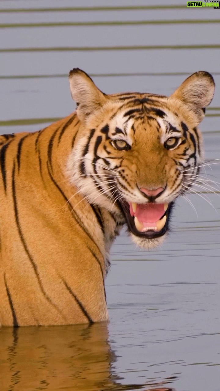 Amoghavarsha - 8.8K Likes - Tigers šÆ Watching India's dedication to tiger conservation fills my heart with hope. Their increased numbers is a testament to our love for these regal creatures. #WorldTigerDay #Tigers #India #Wildlndia